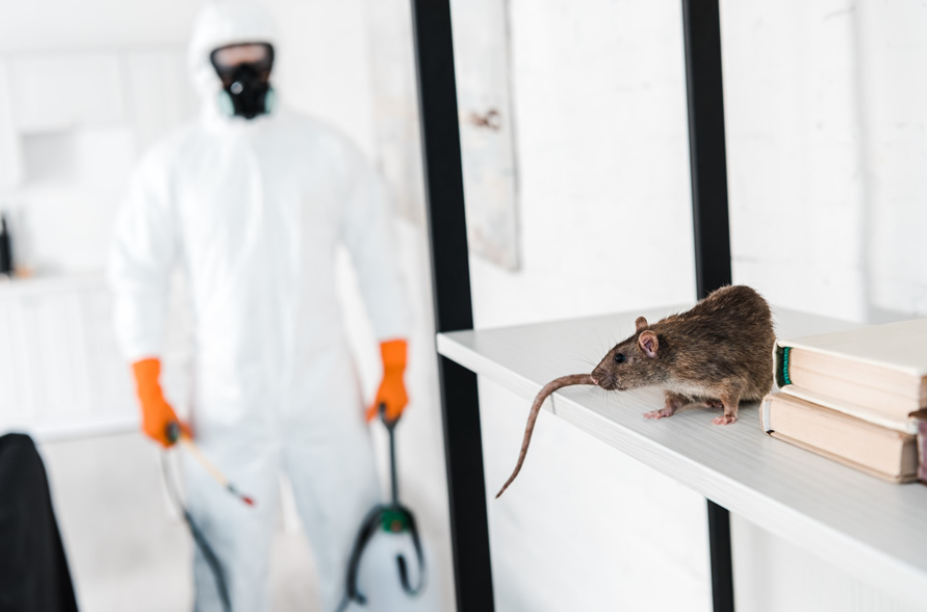 Say Goodbye to Unwanted Pests: Reliable Pest Control in Chelmsford